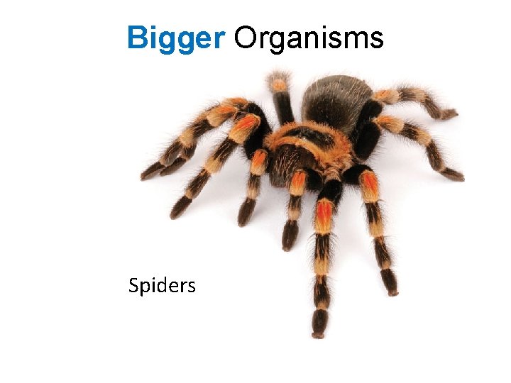 Bigger Organisms Spiders 