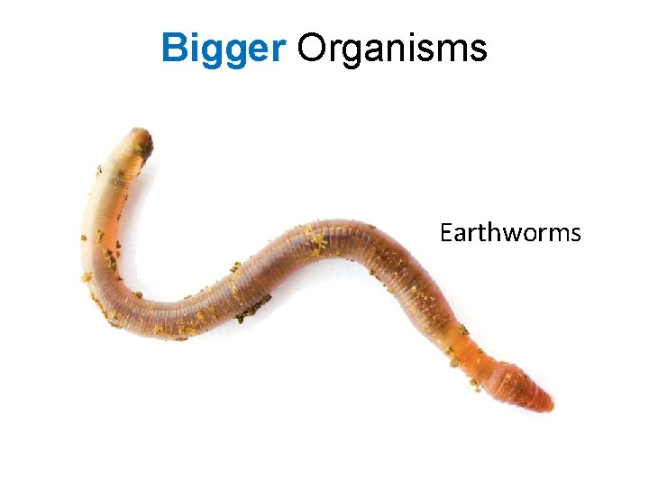 Bigger Organisms Earthworms 