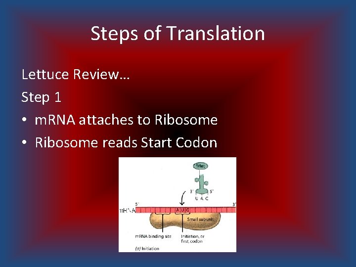 Steps of Translation Lettuce Review… Step 1 • m. RNA attaches to Ribosome •