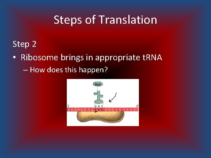 Steps of Translation Step 2 • Ribosome brings in appropriate t. RNA – How