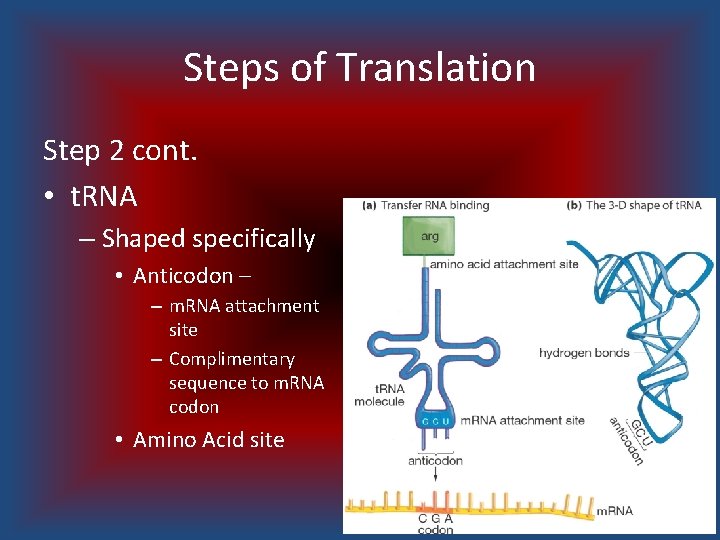 Steps of Translation Step 2 cont. • t. RNA – Shaped specifically • Anticodon