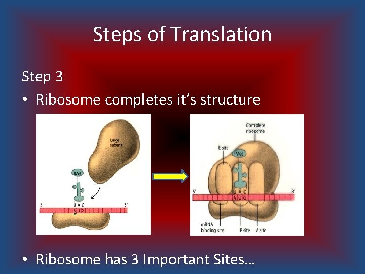 Steps of Translation Step 3 • Ribosome completes it’s structure • Ribosome has 3