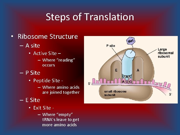 Steps of Translation • Ribosome Structure – A site • Active Site – –