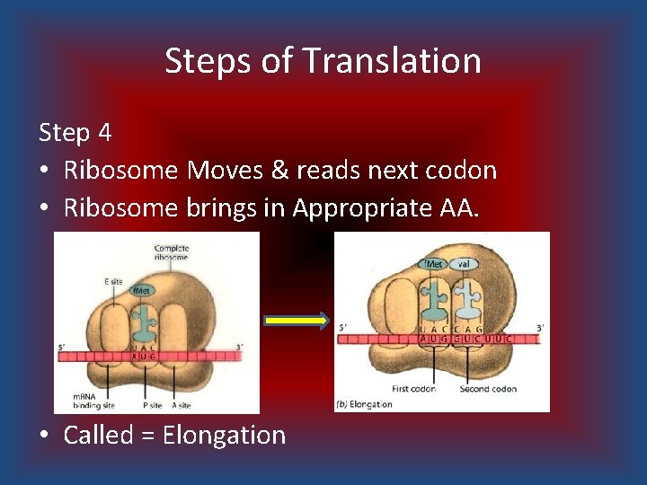 Steps of Translation Step 4 • Ribosome Moves & reads next codon • Ribosome