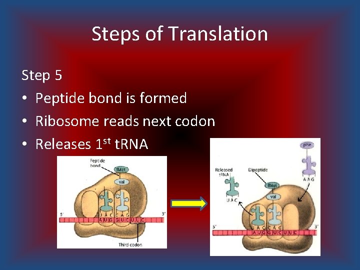 Steps of Translation Step 5 • Peptide bond is formed • Ribosome reads next