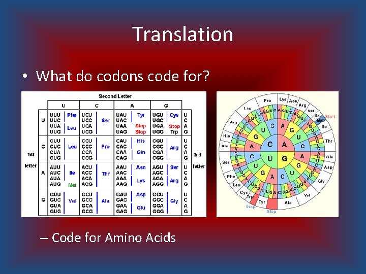 Translation • What do codons code for? – Code for Amino Acids 