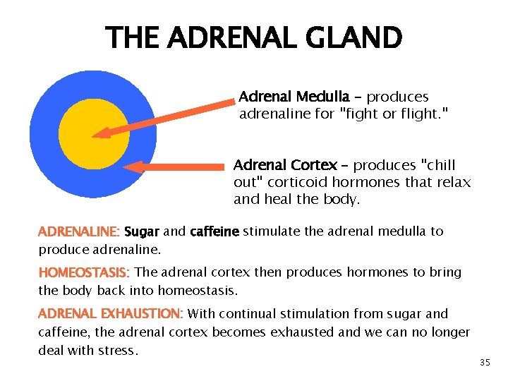 THE ADRENAL GLAND Adrenal Medulla – produces adrenaline for "fight or flight. " Adrenal