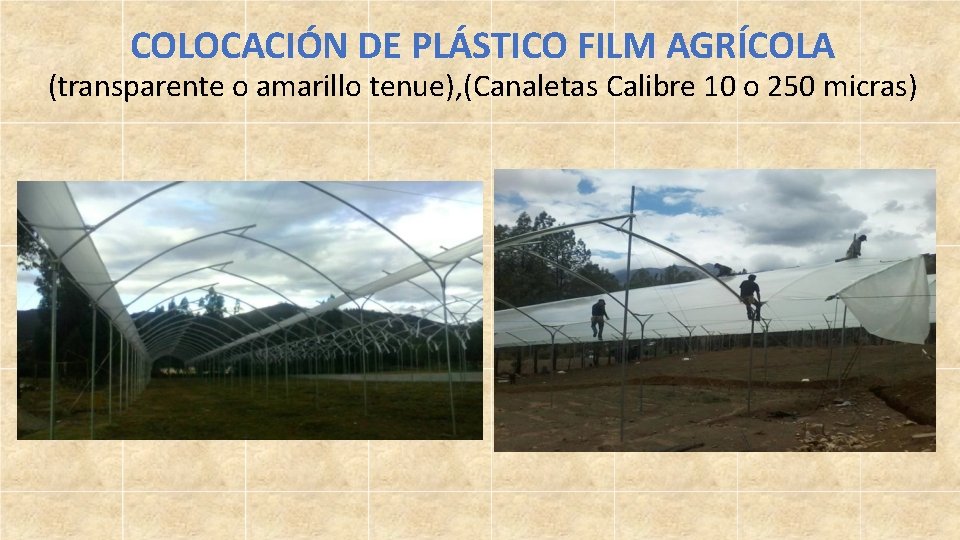 COLOCACIÓN DE PLÁSTICO FILM AGRÍCOLA (transparente o amarillo tenue), (Canaletas Calibre 10 o 250