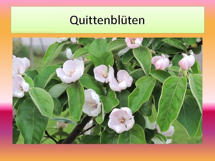 Quittenblüten 