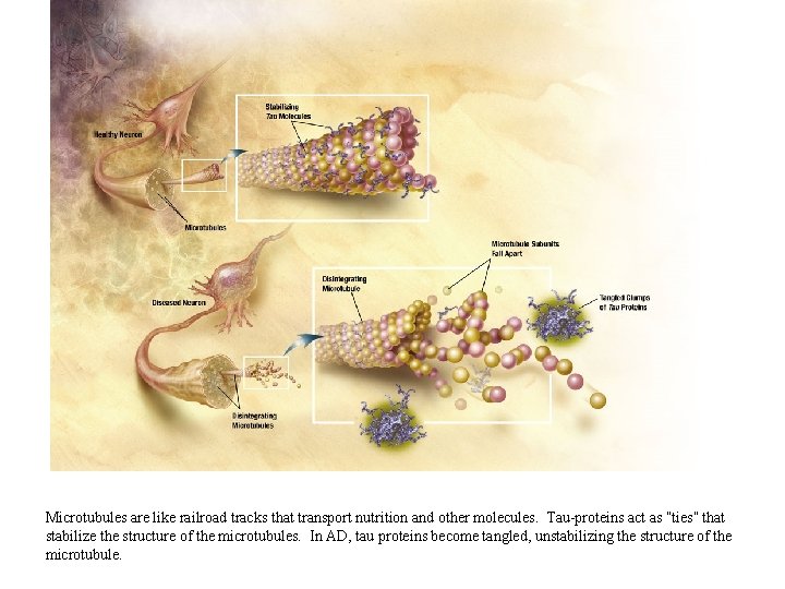 Microtubules are like railroad tracks that transport nutrition and other molecules. Tau-proteins act as Microtubules are like railroad tracks that transport nutrition and other molecules. Tau-proteins act as