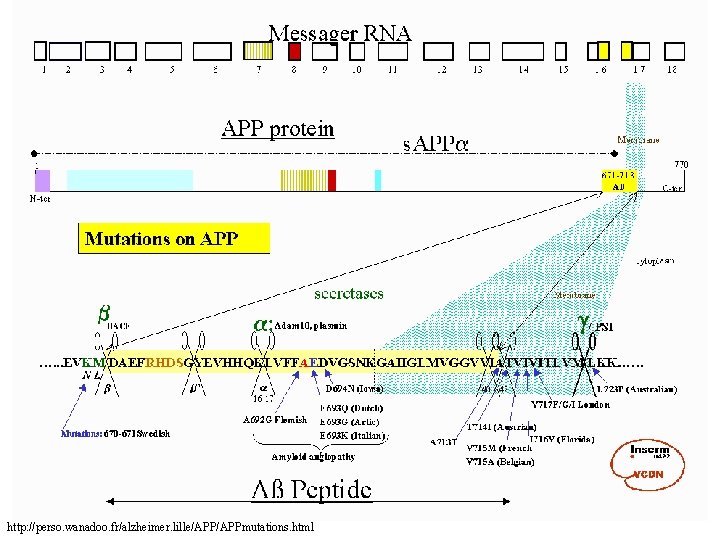 http: //perso. wanadoo. fr/alzheimer. lille/APPmutations. html http: //perso. wanadoo. fr/alzheimer. lille/APPmutations. html