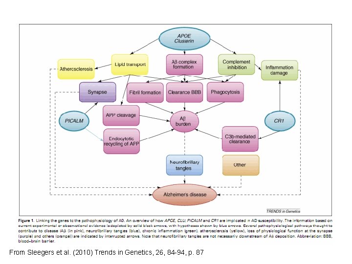 From Sleegers et al. (2010) Trends in Genetics, 26, 84 -94, p. 87 From Sleegers et al. (2010) Trends in Genetics, 26, 84 -94, p. 87