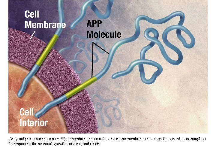 Amyloid precursor protein (APP) is membrane protein that sits in the membrane and extends Amyloid precursor protein (APP) is membrane protein that sits in the membrane and extends