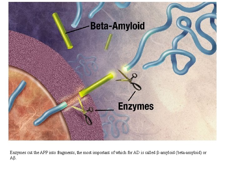 Enzymes cut the APP into fragments, the most important of which for AD is Enzymes cut the APP into fragments, the most important of which for AD is