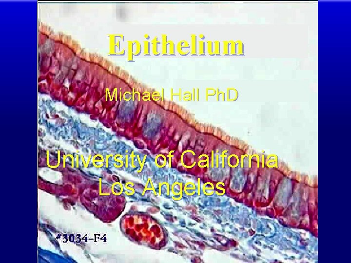 Epithelium Michael Hall Ph. D University of California Los Angeles 