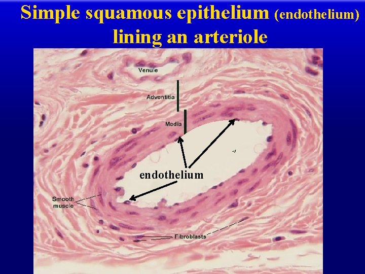 Simple squamous epithelium (endothelium) lining an arteriole endothelium 