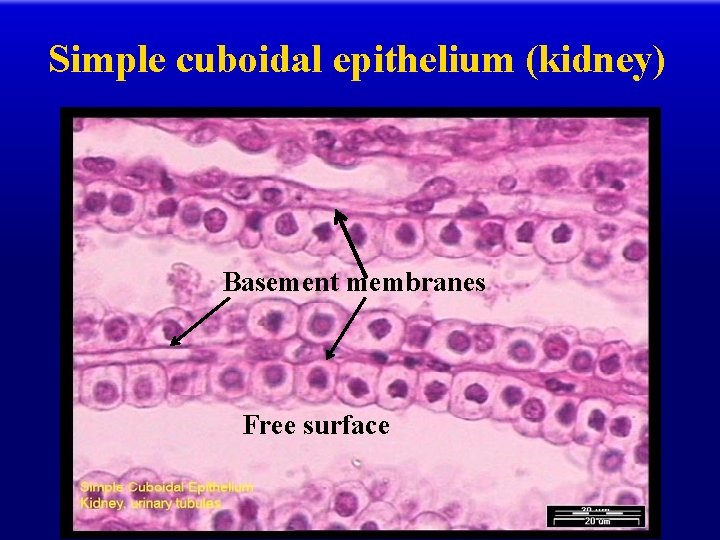 Simple cuboidal epithelium (kidney) Basement membranes Free surface 