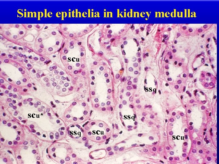 Simple epithelia in kidney medulla scu ssq scu* ssq scu 