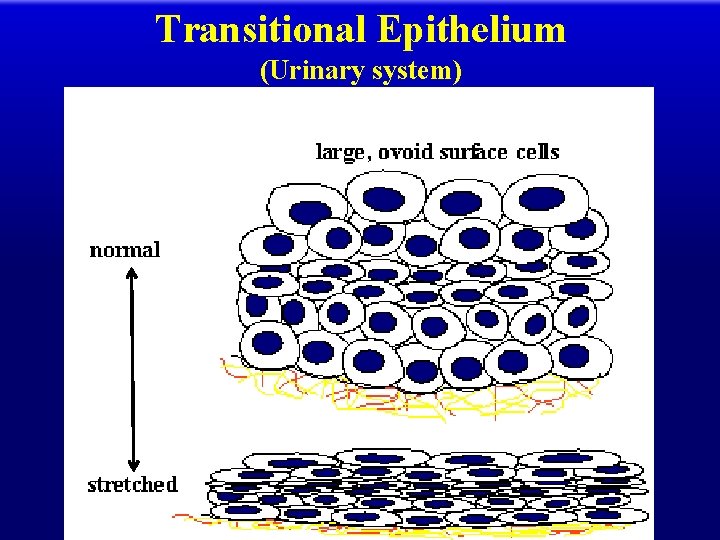 Transitional Epithelium (Urinary system) 