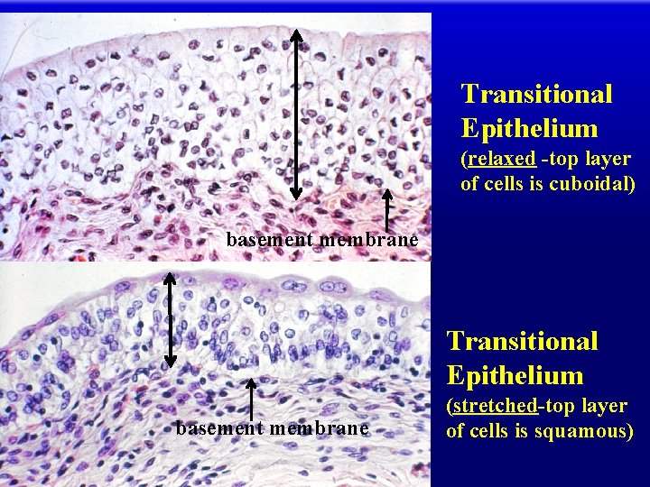 Transitional Epithelium (relaxed -top layer of cells is cuboidal) basement membrane Transitional Epithelium basement