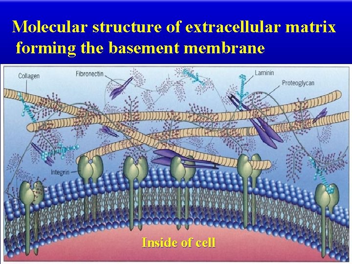 Molecular structure of extracellular matrix forming the basement membrane Inside of cell 