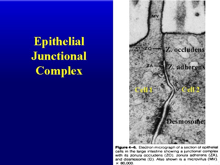 Epithelial Junctional Complex Z. occludens Z. adherens Cell 1 Cell 2 Desmosome 