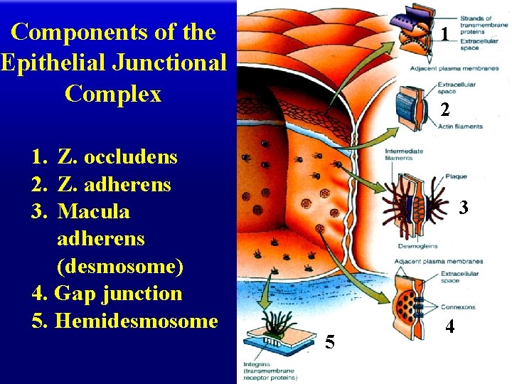 Components of the Epithelial Junctional Complex 1 2 1. 2. 3. Z. occludens Z.