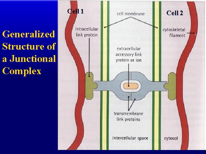 Cell 1 Generalized Structure of a Junctional Complex Cell 2 