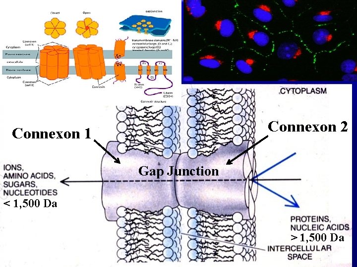 Connexon 2 Connexon 1 Gap Junction < 1, 500 Da > 1, 500 Da