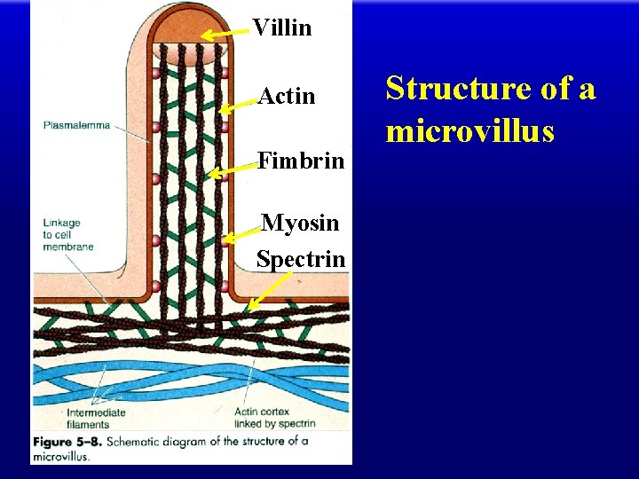 Villin Actin Fimbrin Myosin Spectrin Structure of a microvillus 