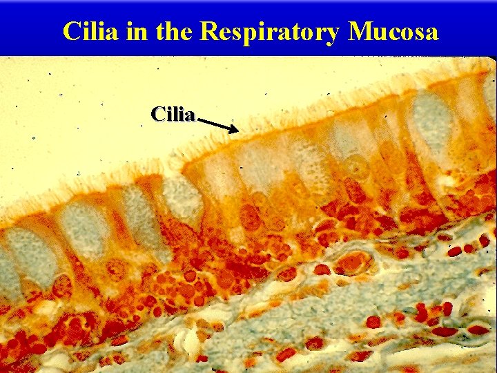 Cilia in the Respiratory Mucosa Cilia 