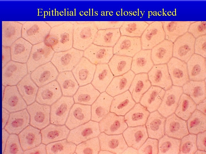 Epithelial cells are closely packed 