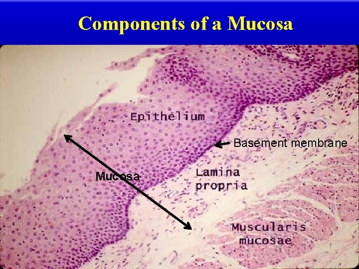 Components of a Mucosa Basement membrane Mucosa 