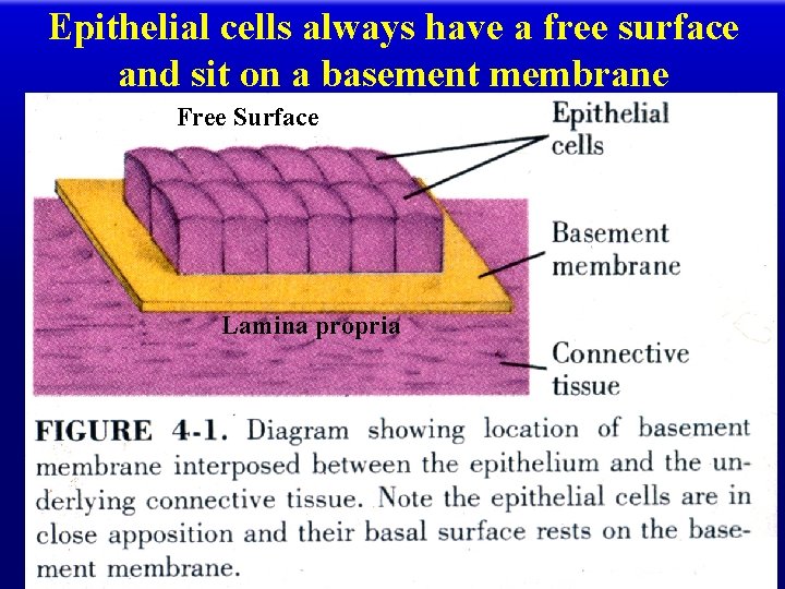 Epithelial cells always have a free surface and sit on a basement membrane Free