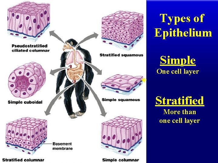 Types of Epithelium Simple One cell layer Stratified More than one cell layer 