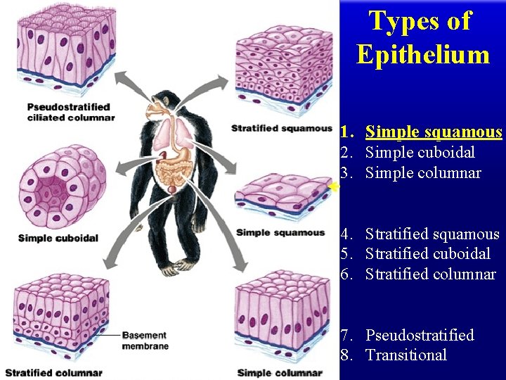 Types of Epithelium 1. Simple squamous 2. Simple cuboidal 3. Simple columnar 4. 5.