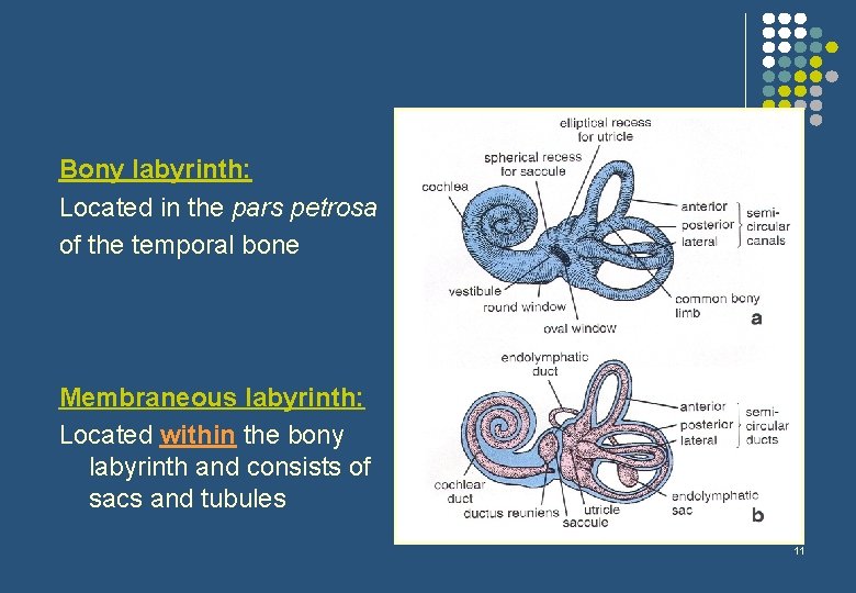 Bony labyrinth: Located in the pars petrosa of the temporal bone Membraneous labyrinth: Located