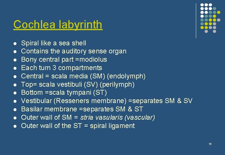 Cochlea labyrinth l l l Spiral like a sea shell Contains the auditory sense