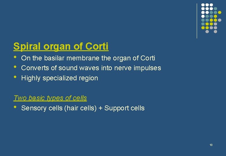 Spiral organ of Corti • On the basilar membrane the organ of Corti •