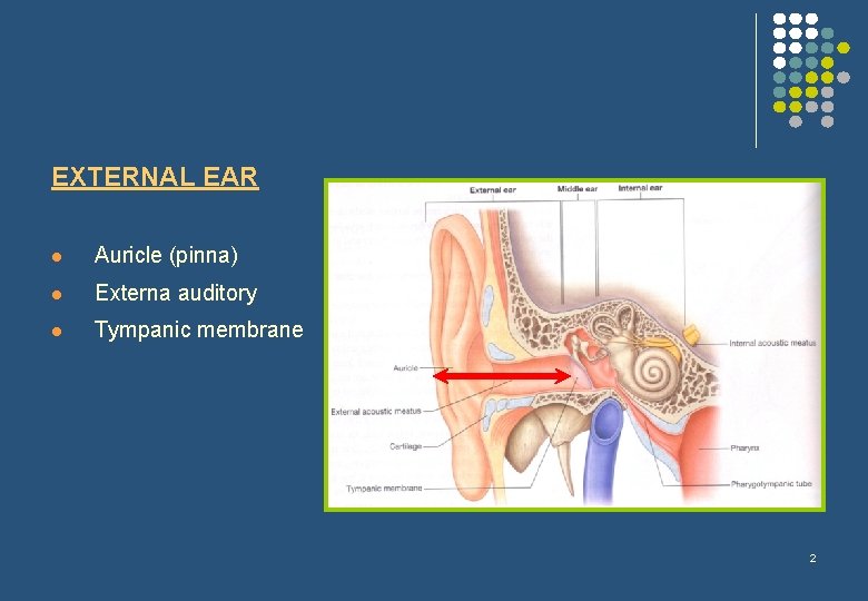 EXTERNAL EAR l Auricle (pinna) l Externa auditory l Tympanic membrane 2 