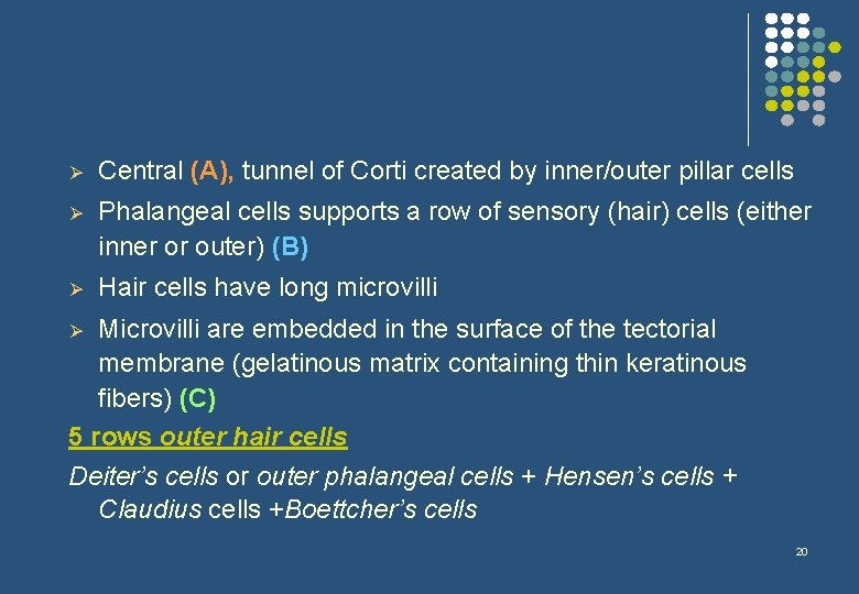 Ø Central (A), tunnel of Corti created by inner/outer pillar cells Ø Phalangeal cells