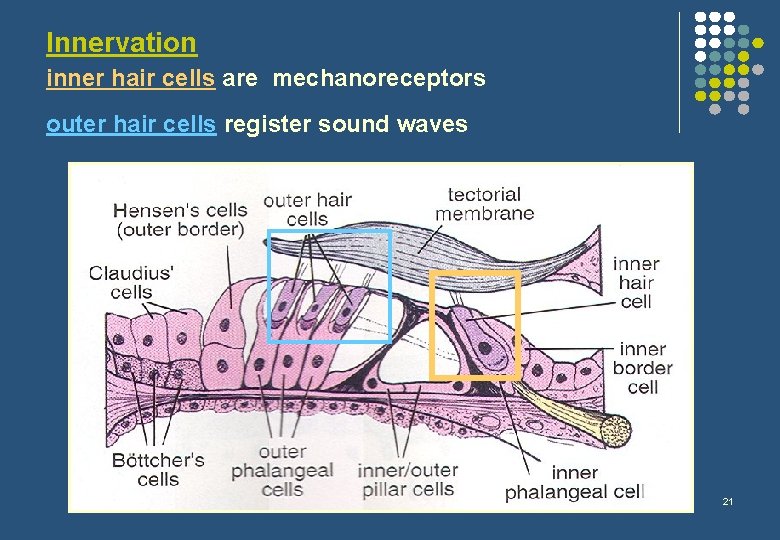 Innervation inner hair cells are mechanoreceptors outer hair cells register sound waves 21 