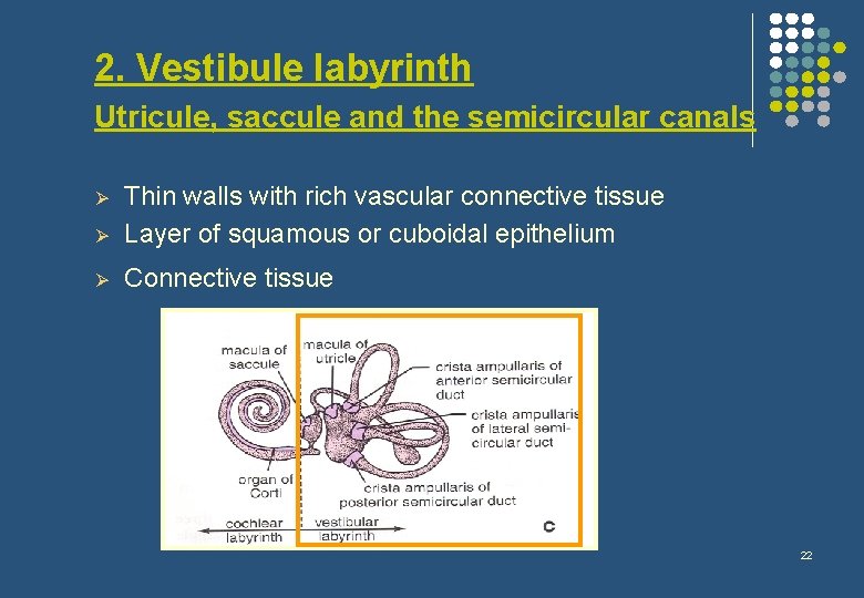 2. Vestibule labyrinth Utricule, saccule and the semicircular canals Ø Thin walls with rich