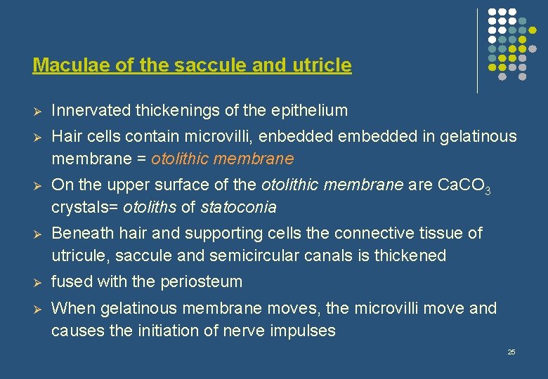 Maculae of the saccule and utricle Ø Innervated thickenings of the epithelium Ø Hair