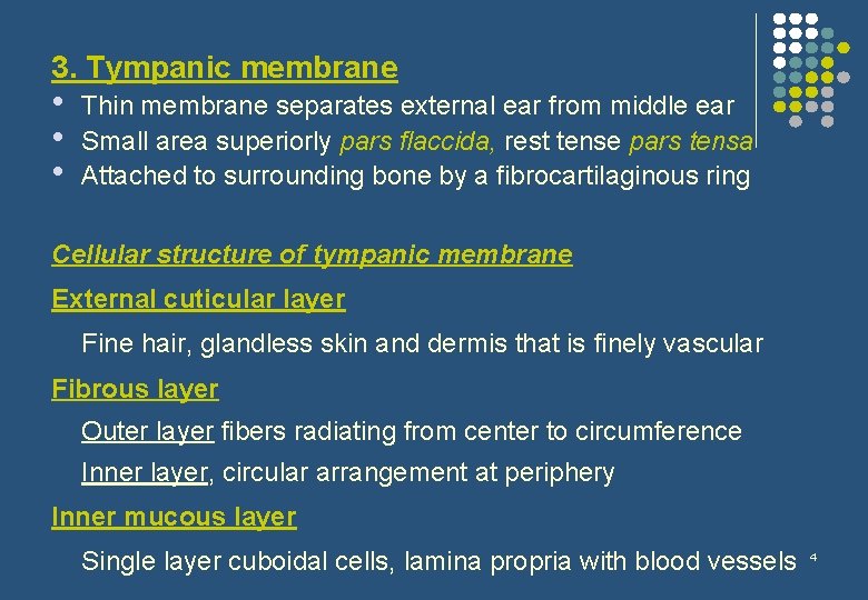 3. Tympanic membrane • • • Thin membrane separates external ear from middle ear