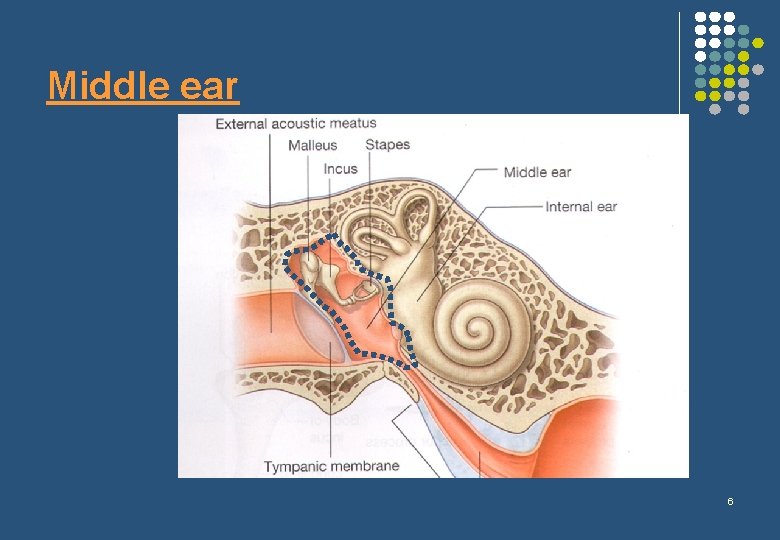 Middle ear 6 