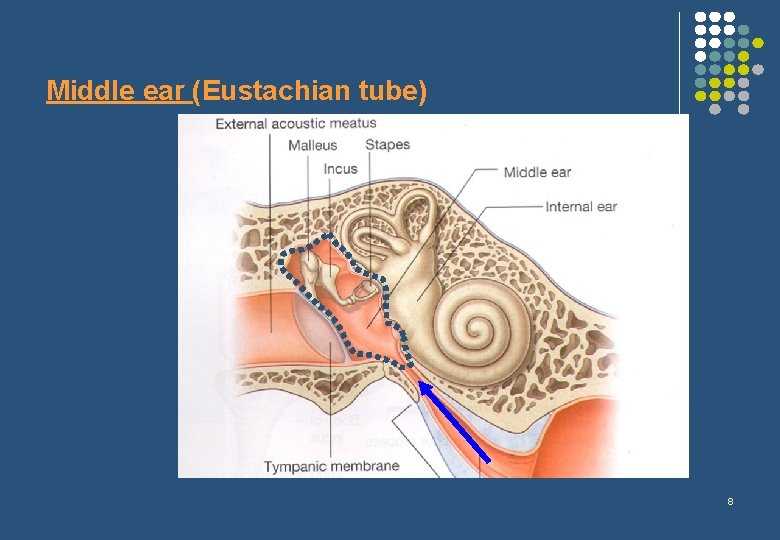 Middle ear (Eustachian tube) 8 