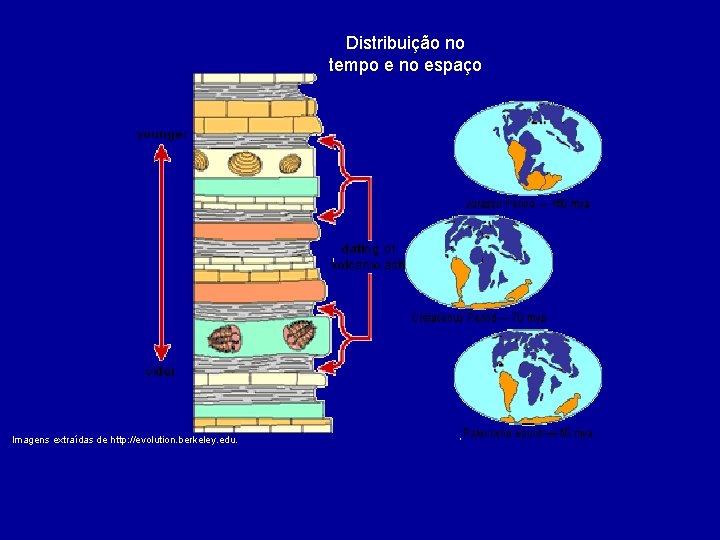 Distribuição no tempo e no espaço Imagens extraídas de http: //evolution. berkeley. edu. 