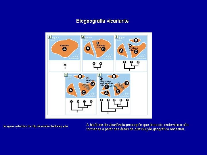 Biogeografia vicariante Imagens extraídas de http: //evolution. berkeley. edu. A hipótese de vicariância pressupõe