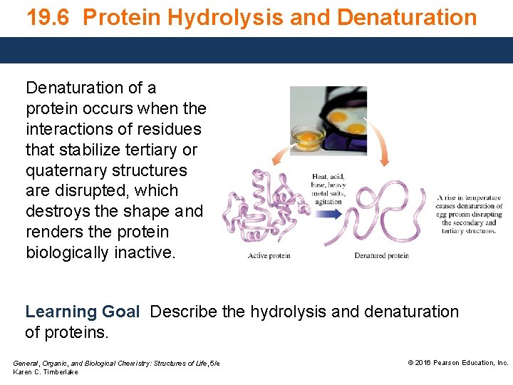 19. 6 Protein Hydrolysis and Denaturation of a protein occurs when the interactions of